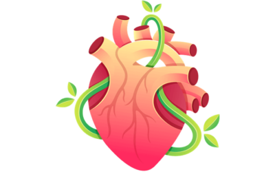 Important Arteries of the body