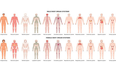 Lymphatic system – Structure and Function
