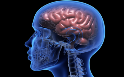 Major Nerves of the Head and Neck