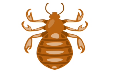 Home remedies for Head lice