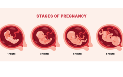 Stages of Pregnancy and Growth of fetus – Fertilization to Birth