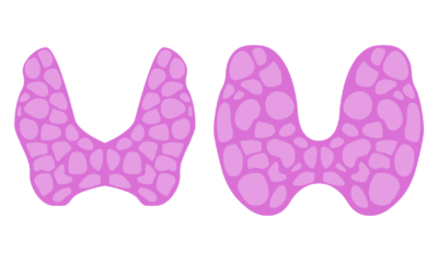 Thyroid Gland – What do the hormones do?